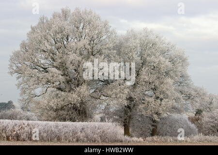 Frosty Trees Wooton St Lawrence Hampshire Angleterre Banque D'Images