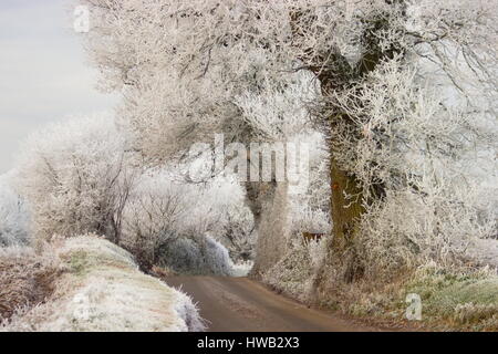 Frosty Trees Wooton St Lawrence Hampshire Angleterre Banque D'Images