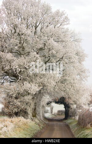 Frosty Trees Wooton St Lawrence Hampshire Angleterre Banque D'Images