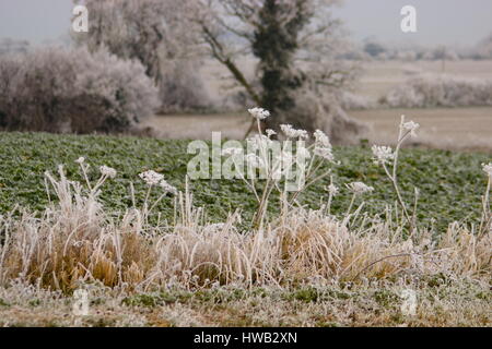 Frosty Trees Wooton St Lawrence Hampshire Angleterre Banque D'Images