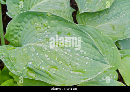 Gouttes de pluie sur les feuilles de hosta Banque D'Images