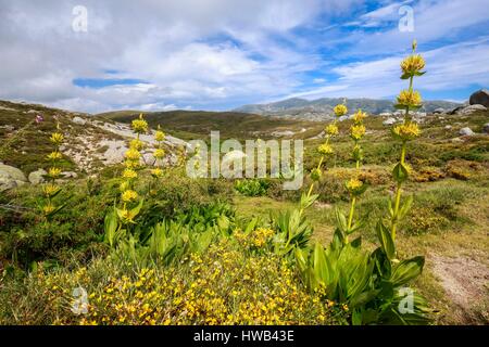 France, Corse du Sud, région de l'Alta Rocca, le plateau du Cuscionu, grande gentiane jaune (Gentiana lutea) dans les fleurs Banque D'Images