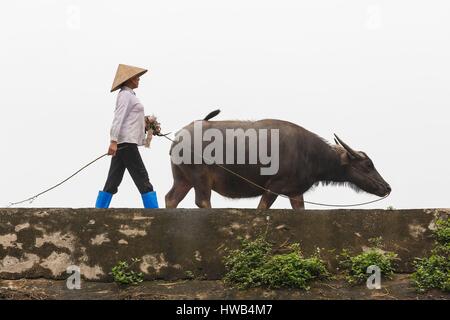 Vietnam, province de Ninh Binh, Kenh Ga, une femme à la tête d'un buffalo Banque D'Images