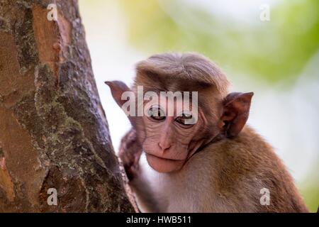 Sri Lanka, Yala, patk national Toque macaque (Macaca sinica) Banque D'Images