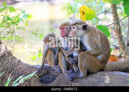 Sri Lanka, Yala, patk national Toque macaque (Macaca sinica) Banque D'Images