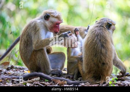 Sri Lanka, Yala, patk national Toque macaque (Macaca sinica), la mère et l'enfant Banque D'Images