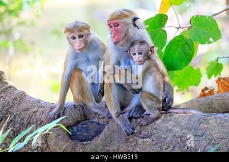 Sri Lanka, Yala, patk national Toque macaque (Macaca sinica) Banque D'Images