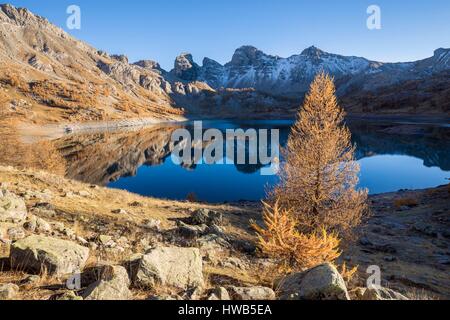 France, Alpes de Haute-Provence, parc national du Mercantour, Haut-Verdon, mélèze (Larix decidua) par le lac d'Allos (2226m), dans l'arrière-plan Tours du Lac Banque D'Images