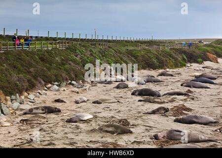 United States, California, Californie du Sud, Point, Piedras Blancas Léphant de colonie, Mirounga angustirostris Banque D'Images