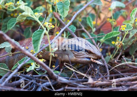 Un Wild Blue tongue Lizard (Scincidés) dans le Territoire du Nord, Australie Banque D'Images