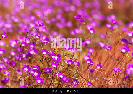 Balonensis Parakeelya Fleurs (calandrinia) , dans le centre de l'Australie Banque D'Images