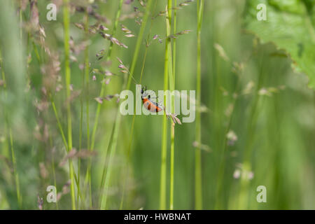 Coccinelle herbe escalade Banque D'Images