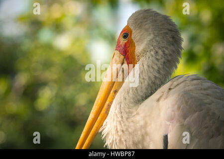 Yellow-billed stork - KL Bird Park, la Malaisie - 2016 Banque D'Images