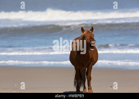 Cheval sauvage (Equus feral) afficher ses dents sur la plage dans la réserve nationale de faune Currituck, NC, USA Banque D'Images