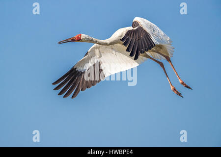 Grue de Sibérie (Grus leucogeranus) en vol Banque D'Images