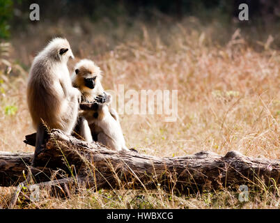 Bandhavgarh National Park ; entelle gris Banque D'Images