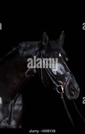 Cheval noir sur fond noir Banque D'Images