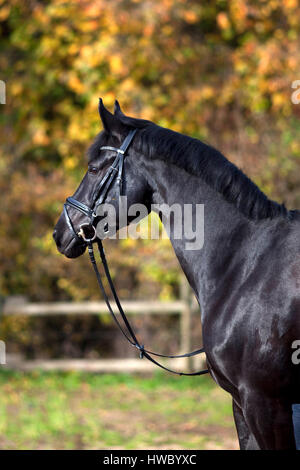 Portrait du cheval noir à l'extérieur de feuilles d'automne avec en arrière-plan Banque D'Images