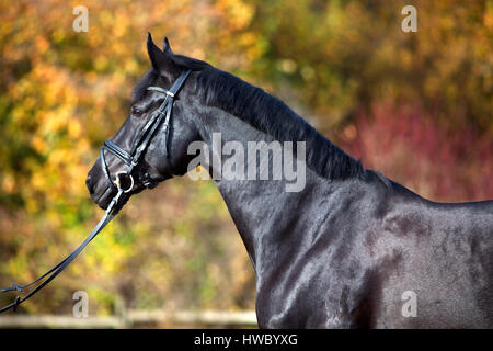 Portrait du cheval noir à l'extérieur de feuilles d'automne avec en arrière-plan Banque D'Images