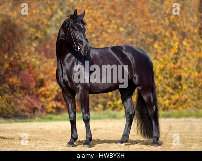 Portrait du cheval noir à l'extérieur de feuilles d'automne avec en arrière-plan Banque D'Images