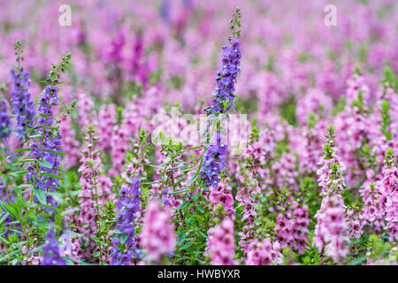 Salvia bleu macro de fleur en fleur rose la Salvia en fleurs Banque D'Images