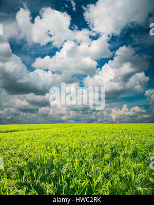 Champ de mil. Green Field, de l'agriculture paysage, domaine de mil sur un fond de ciel bleu avec des nuages Banque D'Images