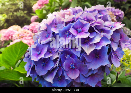 Vue rapprochée de la belle fleurs violettes de l'Hydrangea macrophylla ou Hortensia dans le jardin. Banque D'Images