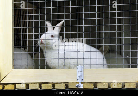 Lapin blanc dans une cage à la ferme Banque D'Images