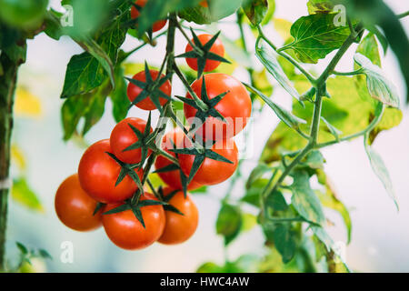 Fruits Rouges croissance organique de tomates cerises. Bande de groupe venu Homegrown Tomatoes in Vegetable Garden Banque D'Images