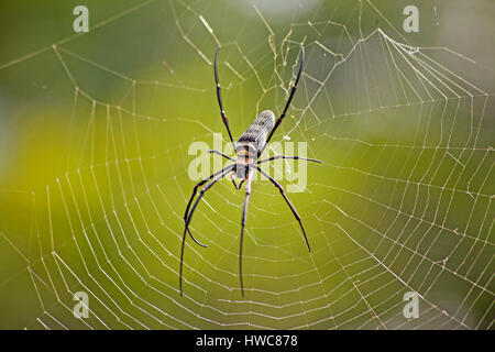 Nephila pilipes (nord du golden orb weaver ou globe doré géant Weaver) est une espèce de toile d'araignée. La Malaisie Banque D'Images