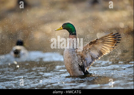 Bob drake Mallard wings sur rivière en journée ensoleillée et aux projections d'eau autour. Rétroéclairage de plumes. Gouttes dans l'air. Banque D'Images