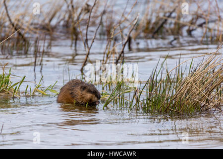 Un rat musqué (Ondatra zibethicus) manger la végétation aquatique. Banque D'Images