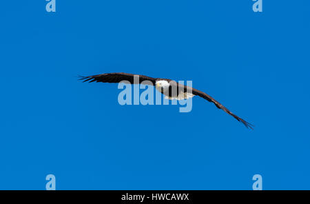 Un pygargue à tête blanche (Haliaeetus leucocephalus) s'élève contre un ciel bleu clair. Banque D'Images