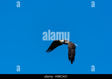 Un pygargue à tête blanche (Haliaeetus leucocephalus) s'élève contre un ciel bleu clair. Banque D'Images