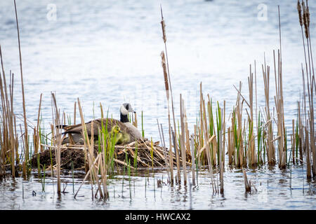 Un adulte et les jeunes de la Bernache du Canada (Branta canadensis) sur un nid. Banque D'Images