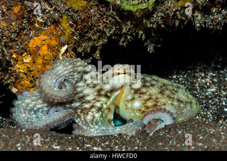 Poulpe commun (Octopus vulgaris), l'Atlantique des Açores, Portugal Banque D'Images
