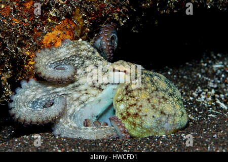 Poulpe commun (Octopus vulgaris), l'Atlantique des Açores, Portugal Banque D'Images