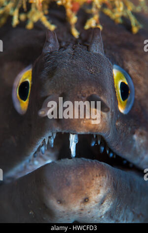 Moray méditerranéen (Muraena helena) portrait, Atlantique, Açores, Portugal Banque D'Images