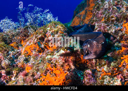 Moray méditerranéen (Muraena helena) dans le récif, Atlantique, Açores, Portugal Banque D'Images