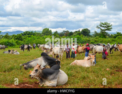HEHO, Myanmar, le 12 septembre 2016 : foire à bestiaux Heho, l'un des plus prolifiques du moyeu de l'agriculture de l'État de Shan, Myanmar. Banque D'Images