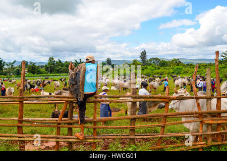 HEHO, Myanmar, le 12 septembre 2016 : foire à bestiaux Heho, l'un des plus prolifiques du moyeu de l'agriculture de l'État de Shan, Myanmar. Banque D'Images