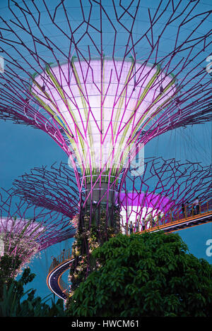 Vue verticale de l'OCBC skyway au Supertree Grove de nuit à Singapour. Banque D'Images