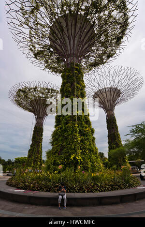 Vue verticale de l'Supertrees aux jardins de la baie de Singapour. Banque D'Images