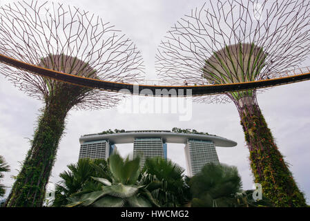 Vue horizontale de l'OCBC skyway parmi les Supertrees aux jardins de la baie de Singapour. Banque D'Images