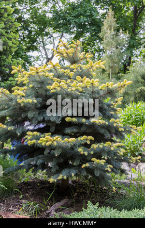 Blue spruce (Picea pungens 'Bialobok') Banque D'Images