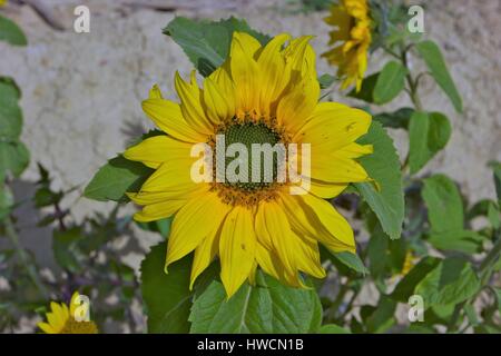 La plante de tournesol en Andalousie, Espagne Banque D'Images