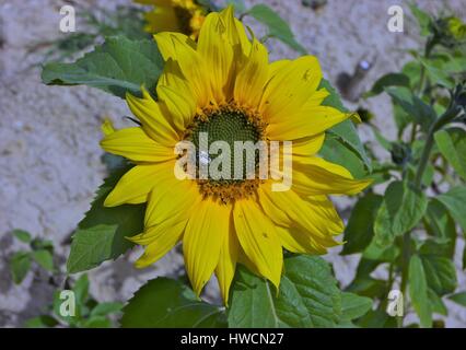La plante de tournesol en Andalousie, Espagne Banque D'Images