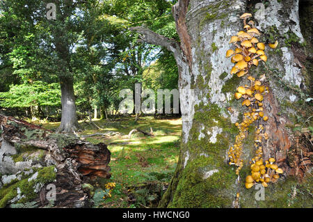 Nouveau paysage Forêt champignons, Hampshire, Angleterre Banque D'Images