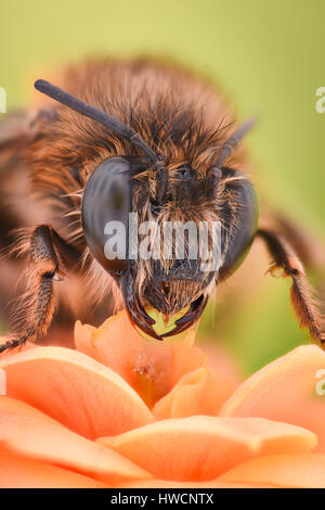 Grossissement extrême - fleur abeille pollinisant Banque D'Images