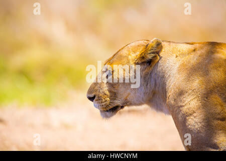 Close up d'une seule grande lionne sauvage en Afrique Banque D'Images